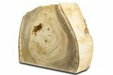 Free-Standing Petrified Wood (Tropical Hardwood) - Indonesia #344109-1
